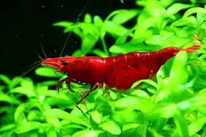 Neocaridina ( Shrimp)