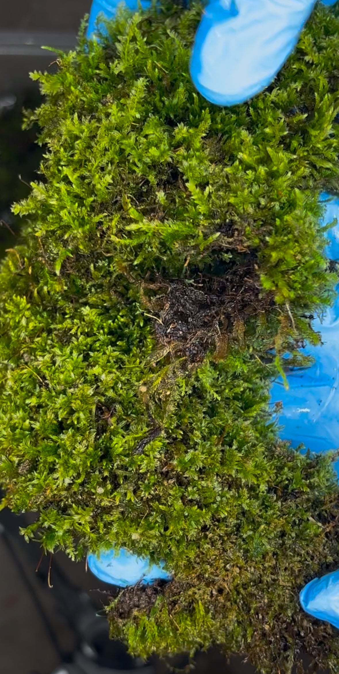 Sphagnum moss
