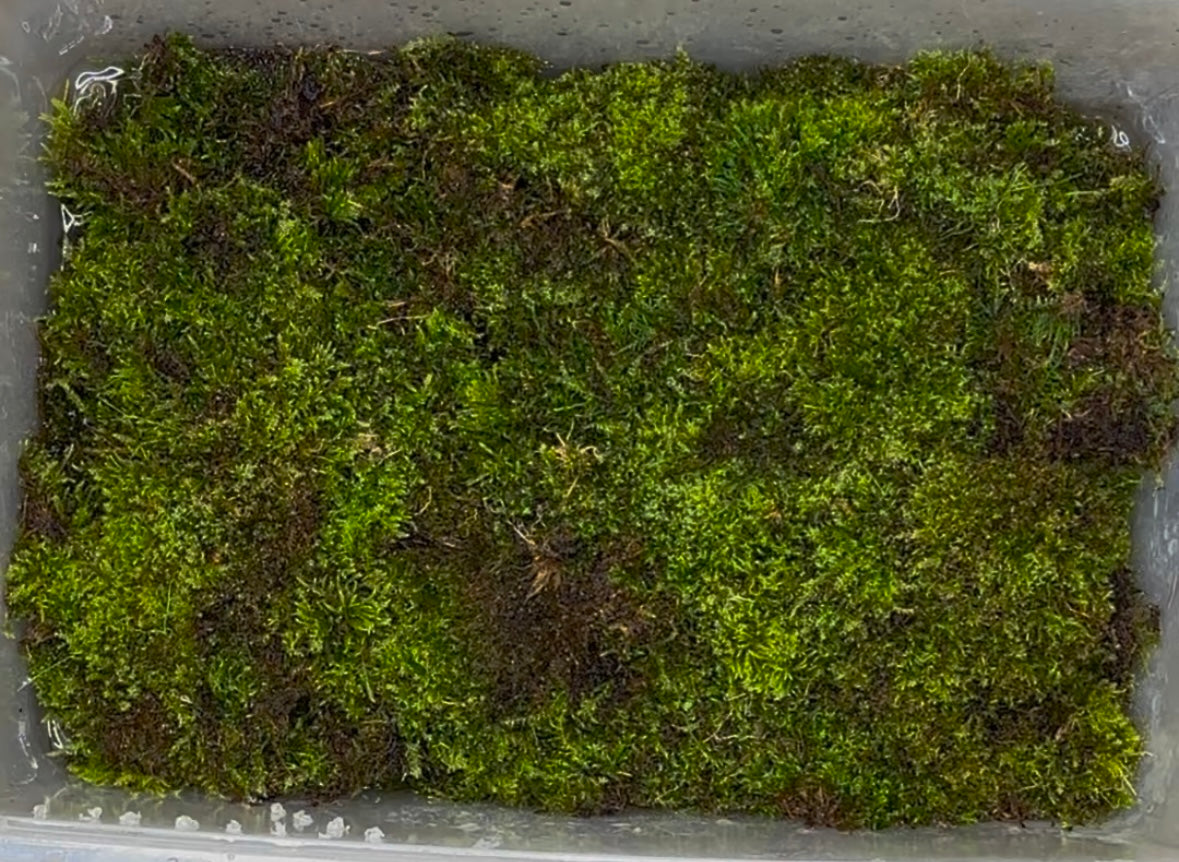 Sphagnum moss
