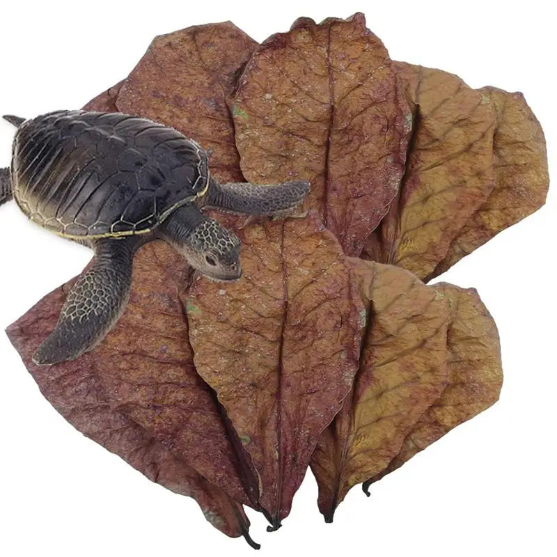 Catappa Leaves (Indian Almond Leaves)