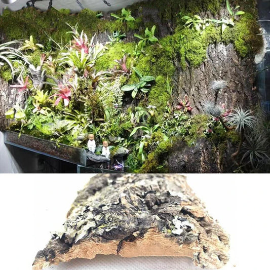 Tree Bark Terrarium Decoration