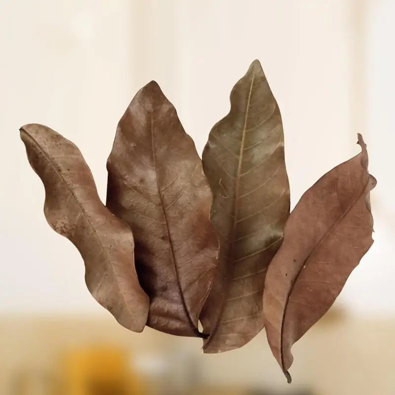 Multi-Purpose Aquarium Dried Leaf Decor