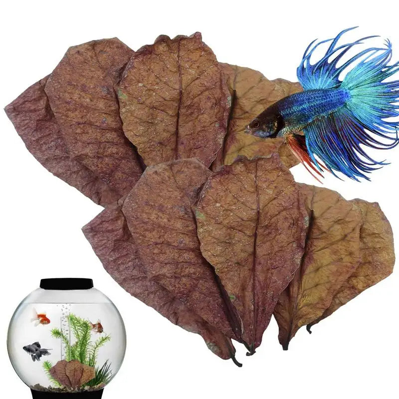Catappa Leaves (Indian Almond Leaves)