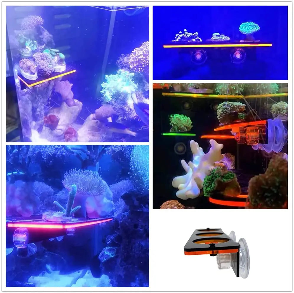 Fluorescent Coral Frag Plug Holder