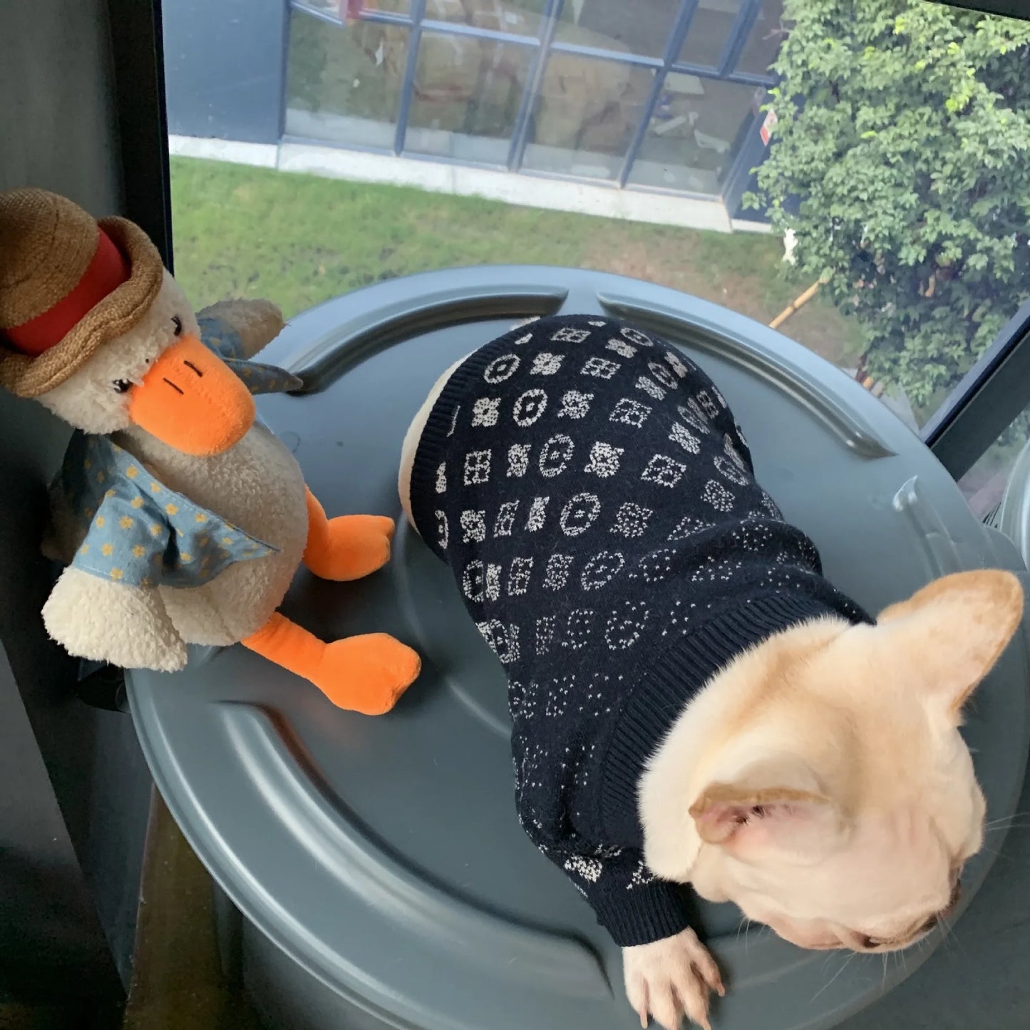 Luxury Winter Clothes For Small Dogs