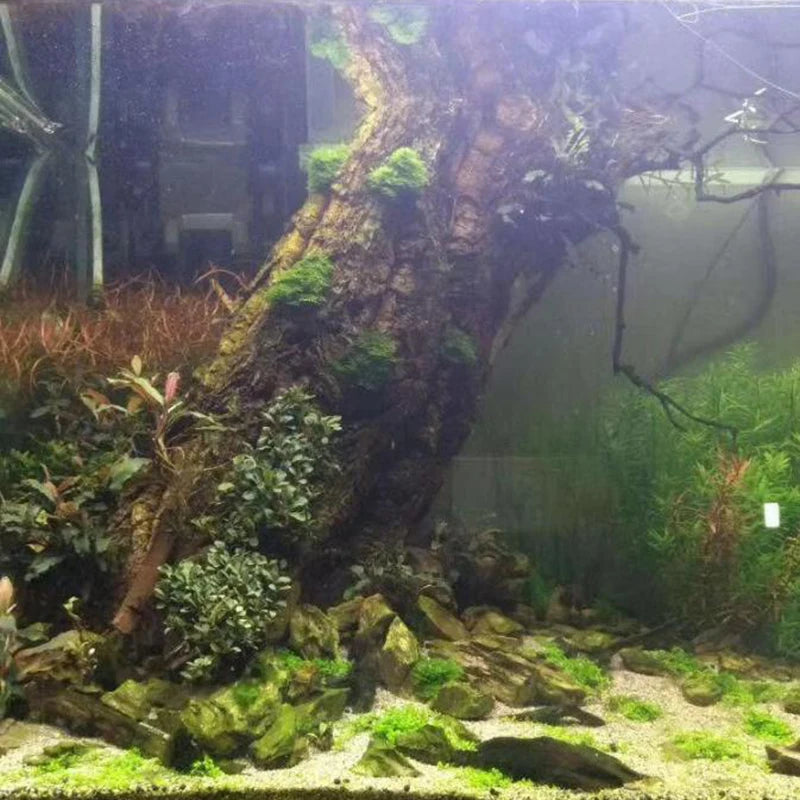 Tree Bark Terrarium Decoration
