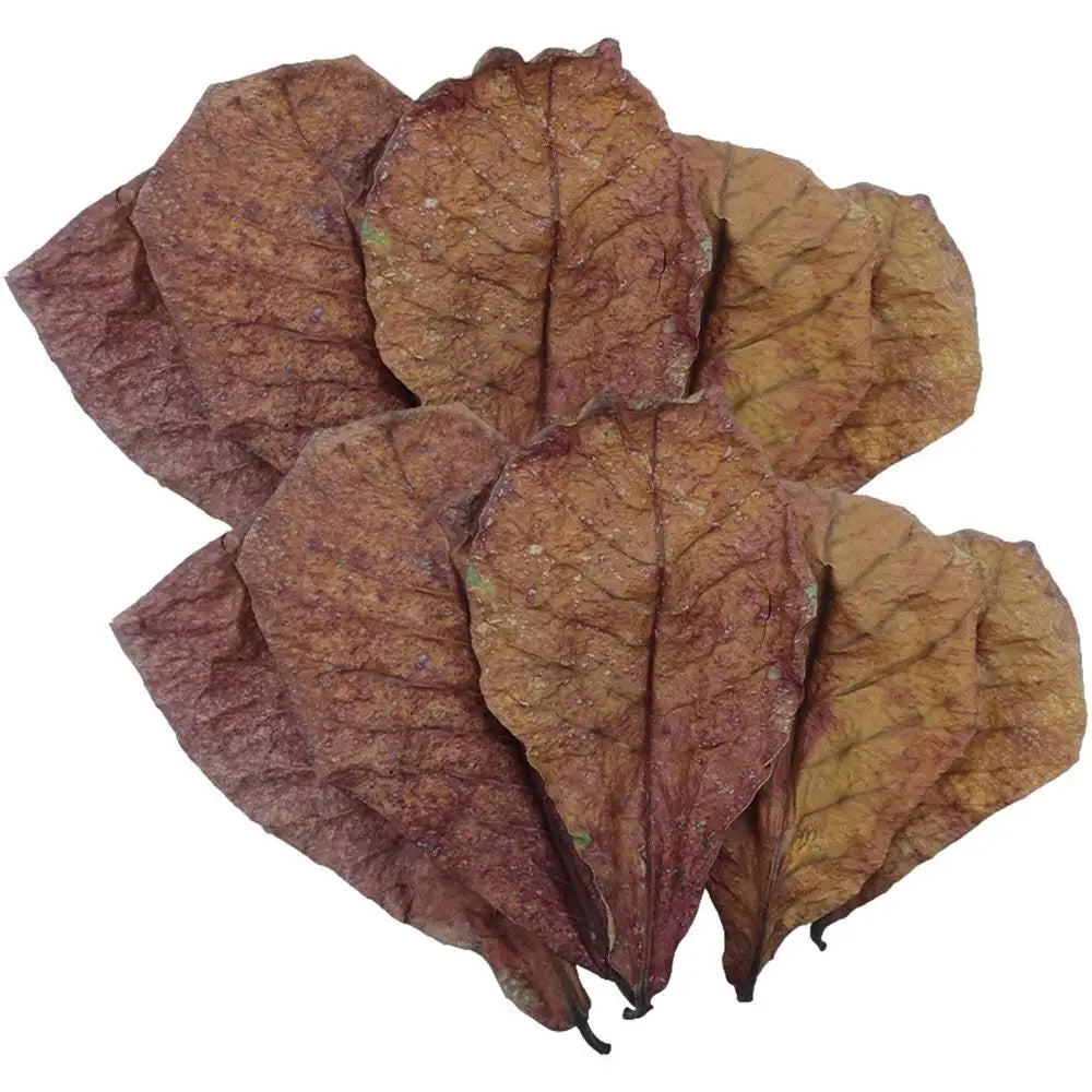 Catappa Leaves (Indian Almond Leaves)