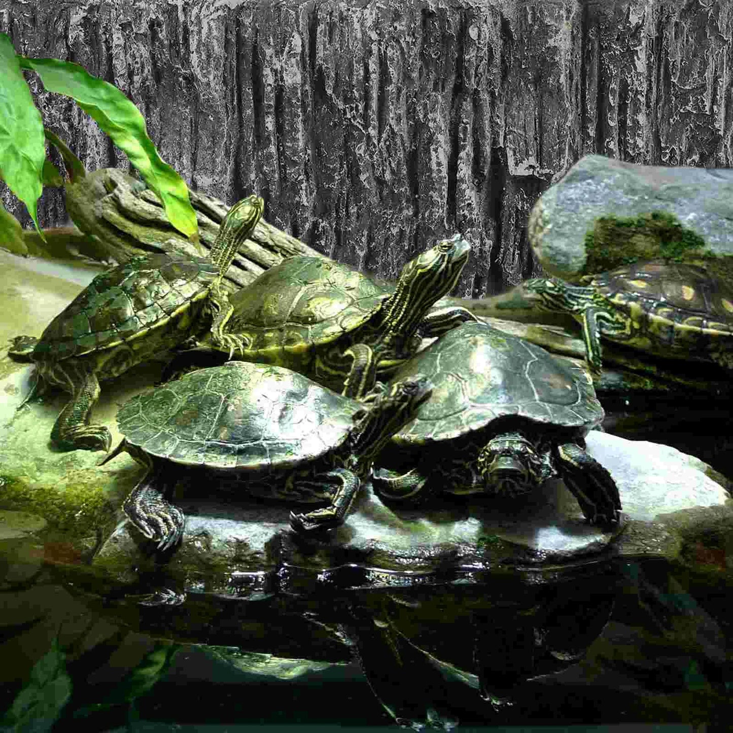 3d Aquarium Background