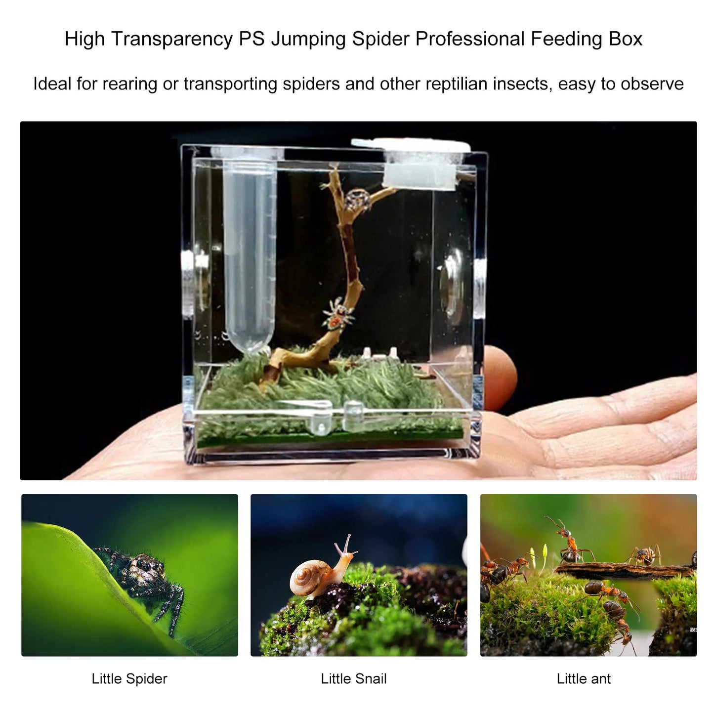 Small Clear Acrylic Habitat