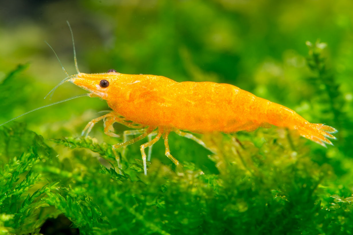 Neocaridina ( Shrimp)