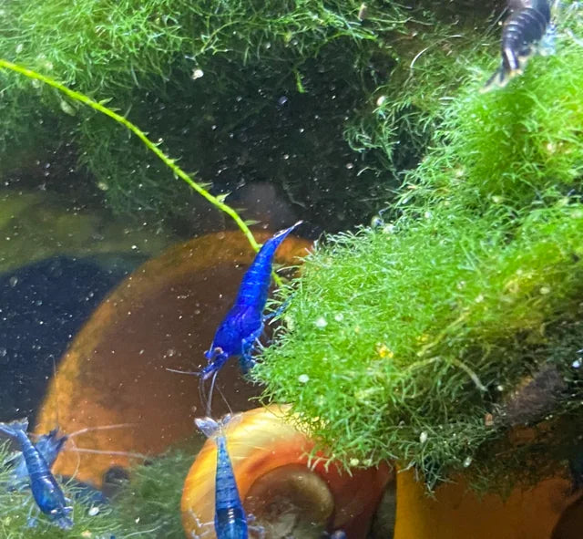 Neocaridina ( Shrimp)