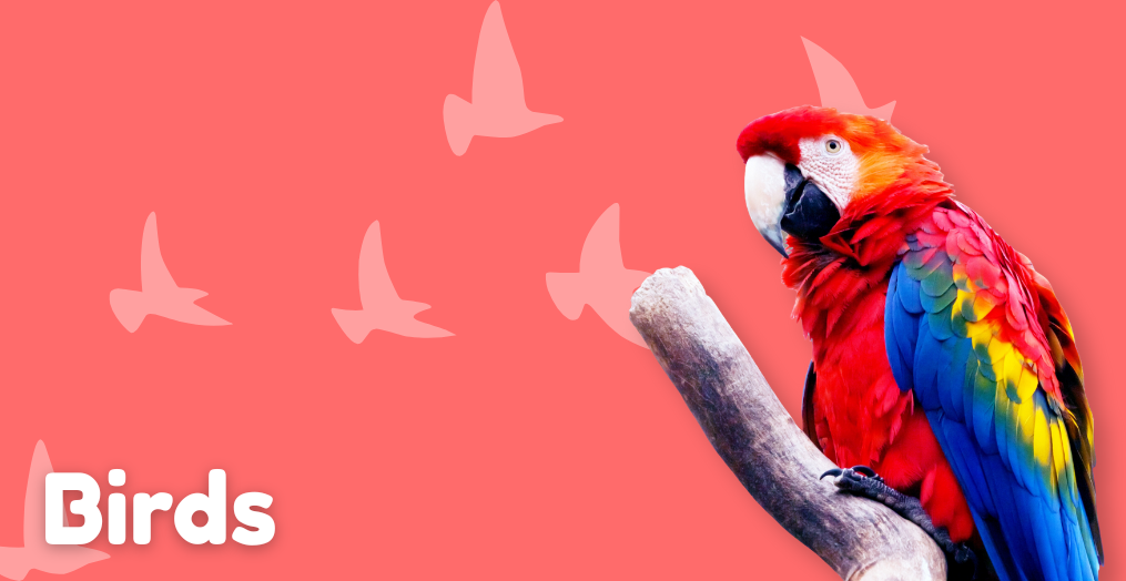 Birds