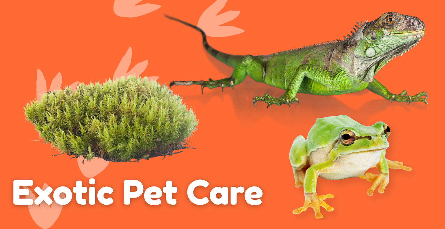Exotic Pet Care