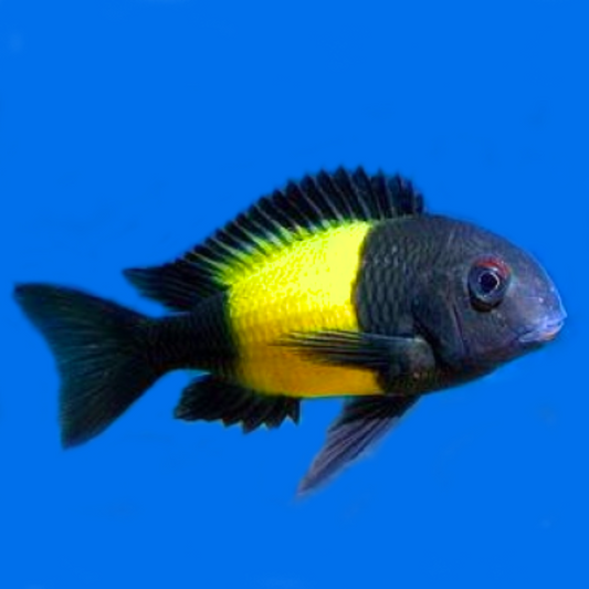 Tropheus Ikola