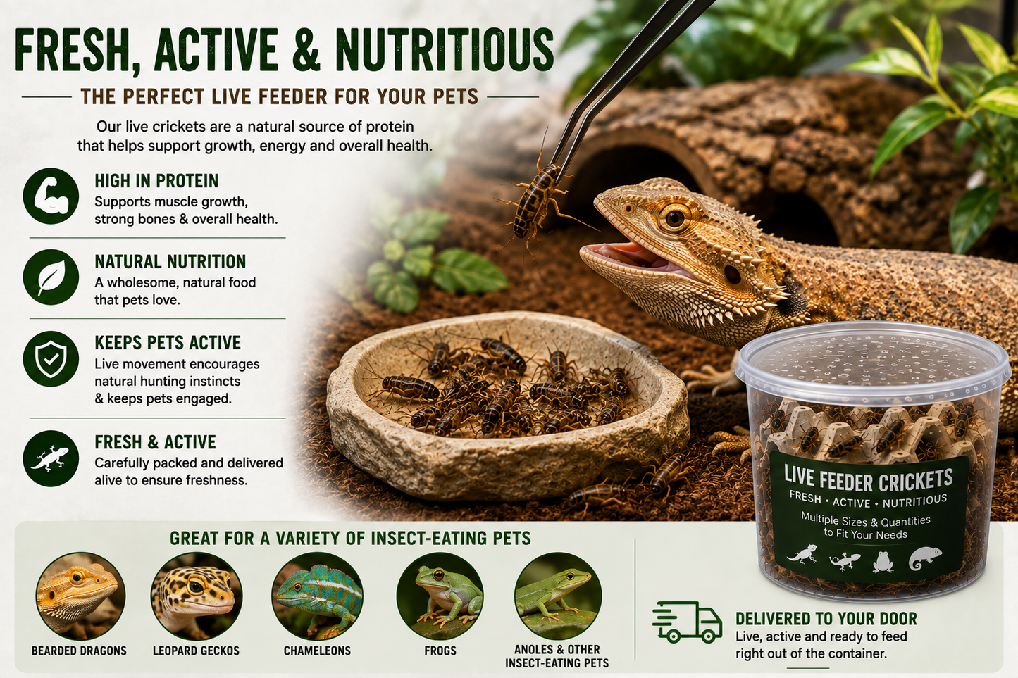 Live Banded Feeder Crickets- Healthy Reptile & Amphibian Food