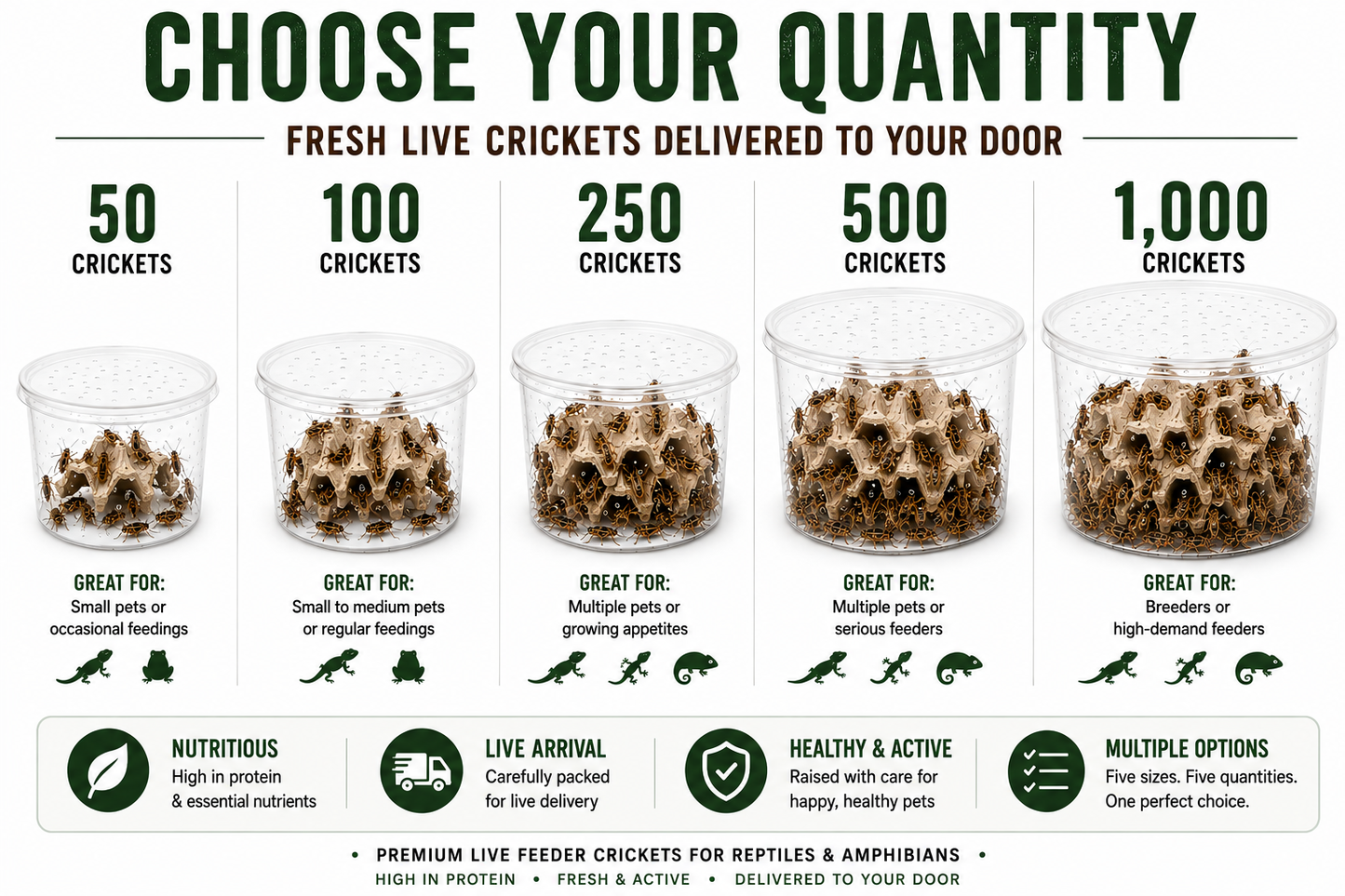 Live Banded Feeder Crickets- Healthy Reptile & Amphibian Food