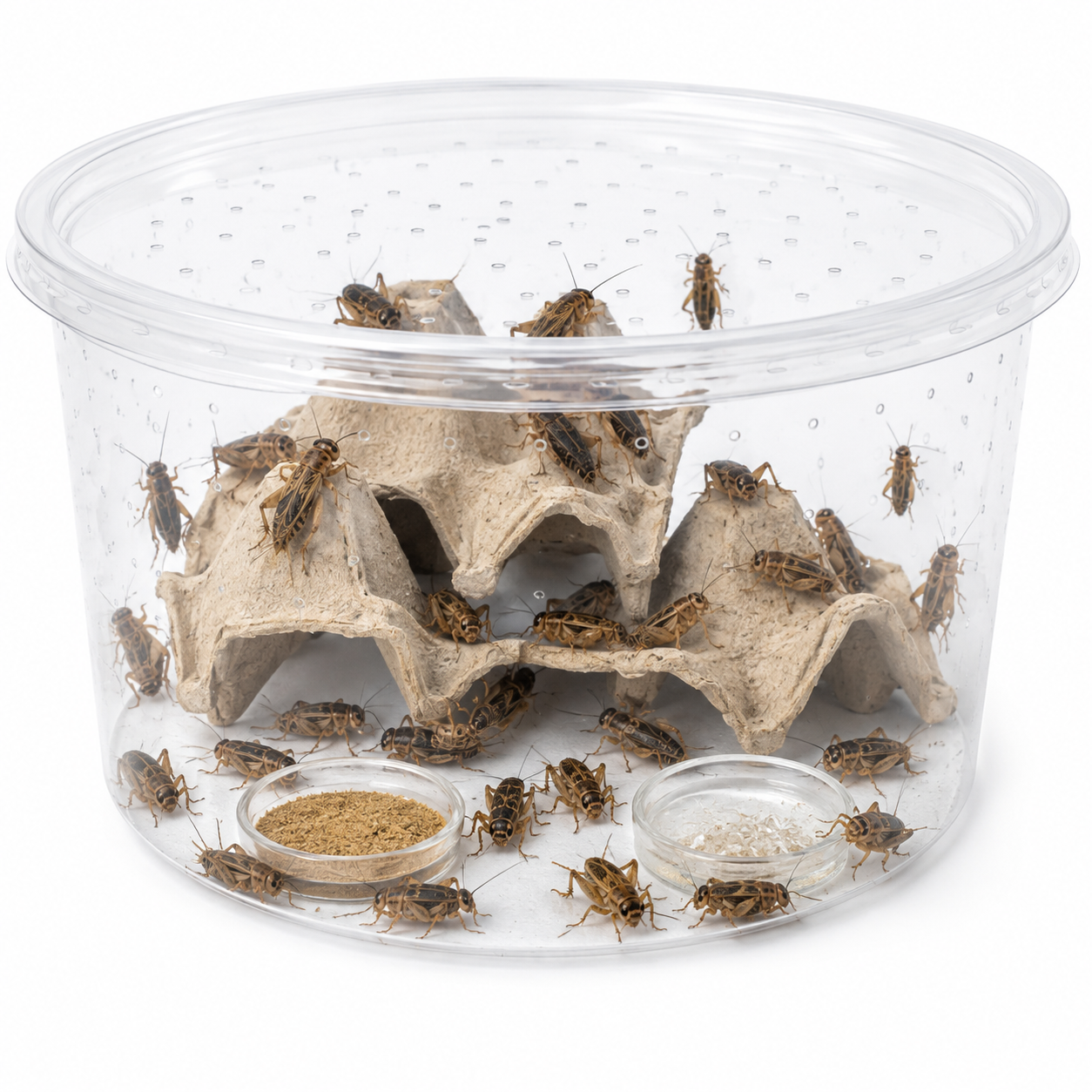 Live Banded Feeder Crickets- Healthy Reptile & Amphibian Food