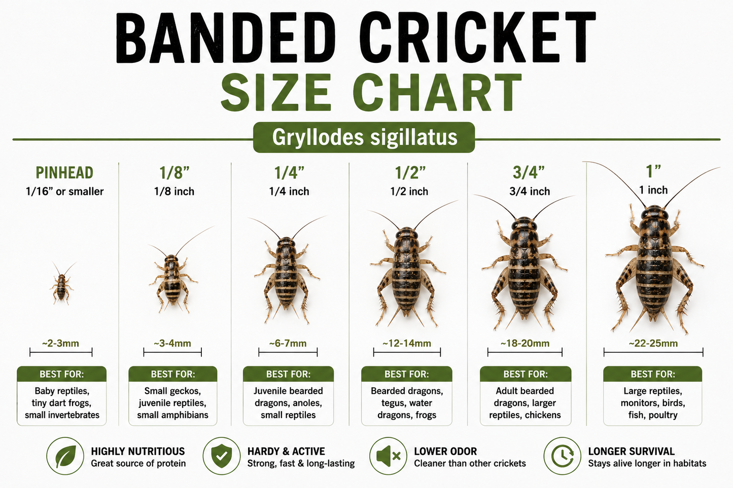 Live Banded Feeder Crickets- Healthy Reptile & Amphibian Food
