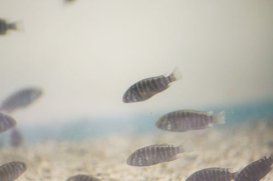 Tropheus Ikola