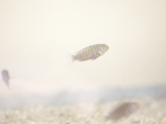 Tropheus Ikola