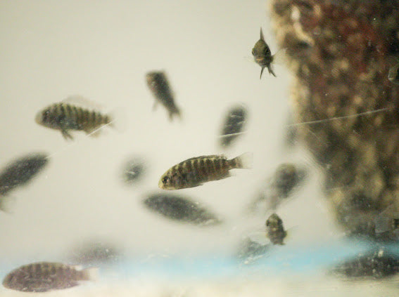 Tropheus Ikola
