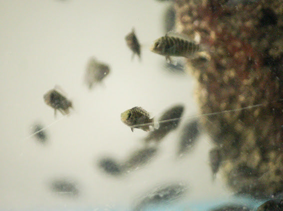Tropheus Ikola