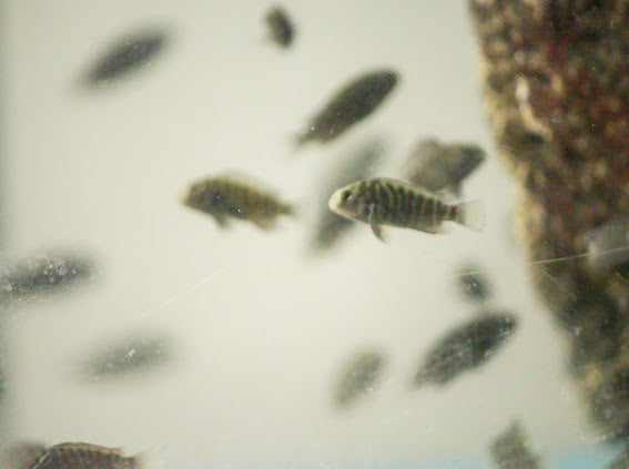 Tropheus Ikola