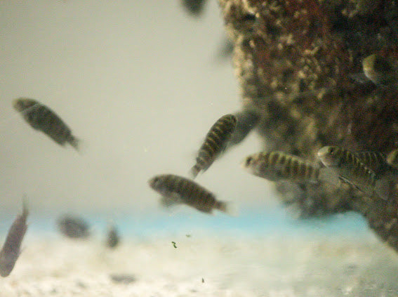 Tropheus Ikola