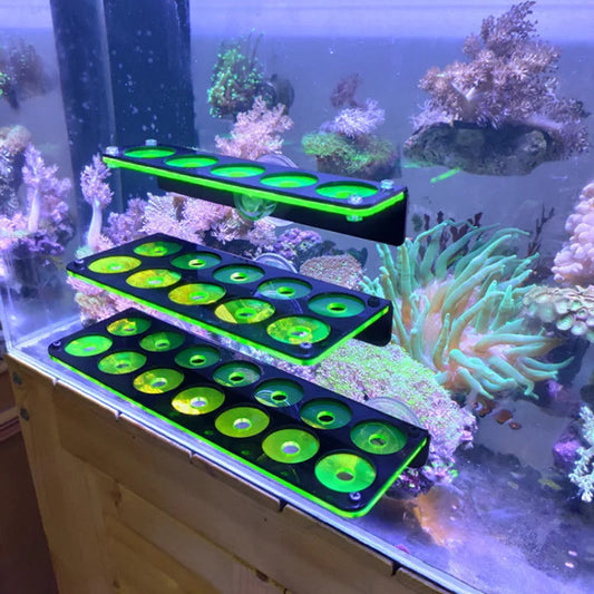 Fluorescent Coral Frag Plug Holder