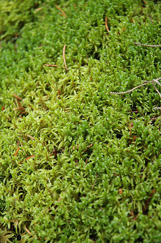 Sphagnum moss