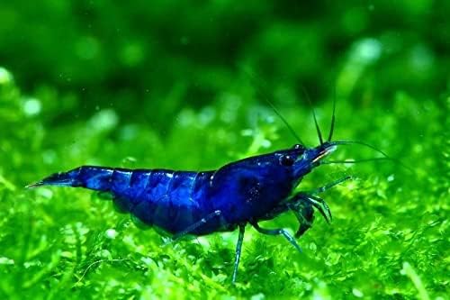 Neocaridina ( Shrimp)